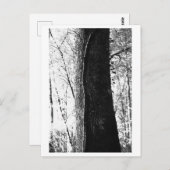 Tree Photography - Woody Briefkaart (Voorkant / Achterkant)