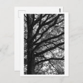 Tree Photography -Xylia Briefkaart (Voorkant / Achterkant)