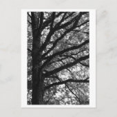 Tree Photography -Xylia Briefkaart (Voorkant)