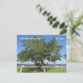 Tree Pier Chairs Ocean Florida Briefkaart (Staand voorkant)