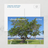 Tree Pier Chairs Ocean Florida Briefkaart (Voorkant / Achterkant)