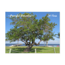 Tree Pier Chairs Ocean Florida Briefkaart