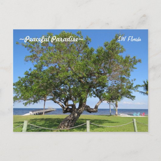 Tree Pier Chairs Ocean Florida Briefkaart (Voorkant)