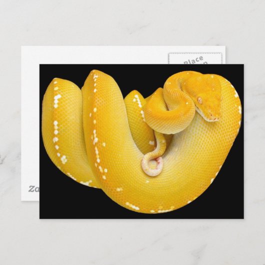 Tree Python Briefkaart (Voorkant / Achterkant)