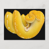 Tree Python Briefkaart (Voorkant)