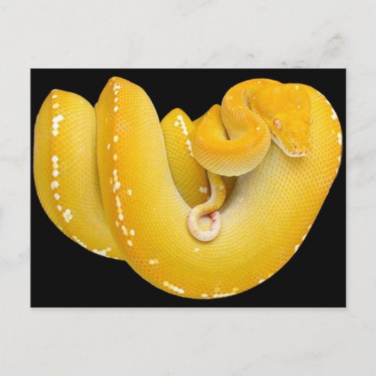 Tree Python Briefkaart (Voorkant)