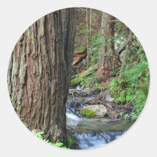 Tree Redwood Stream Ronde Sticker