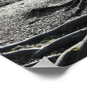 Tree Roots Foto Poster (Hoek)