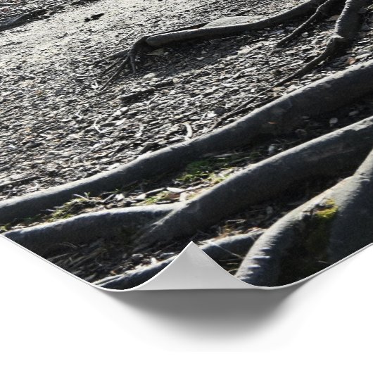 Tree Roots Foto Poster (Hoek)