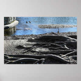 Tree Roots Foto Poster