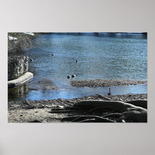 Tree Roots Foto Poster (Voorkant)