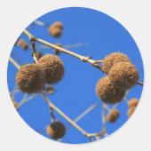 Tree Seed Pods Sticker (Voorkant)