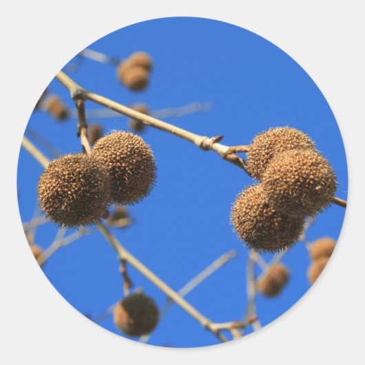 Tree Seed Pods Sticker (Voorkant)