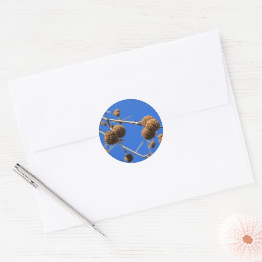 Tree Seed Pods Sticker (Envelop)