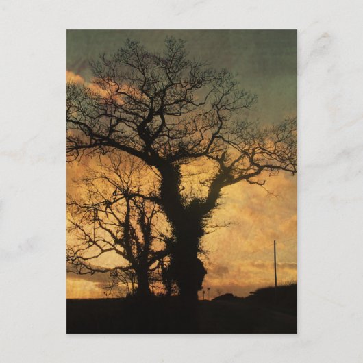 Tree Silhouette-foto Briefkaart (Voorkant)