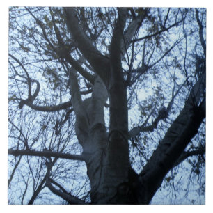 Tree Silhouette-fotograaftegel Tegeltje