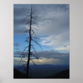 Tree Silhouette Poster (Voorkant)