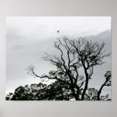 Tree Silhouette Powerscourt Gardens Fotografie Poster (Voorkant)