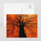 Tree Silhouette tegen een Oranje hemel Briefkaart (Voorkant / Achterkant)