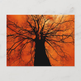 Tree Silhouette tegen een Oranje hemel Briefkaart
