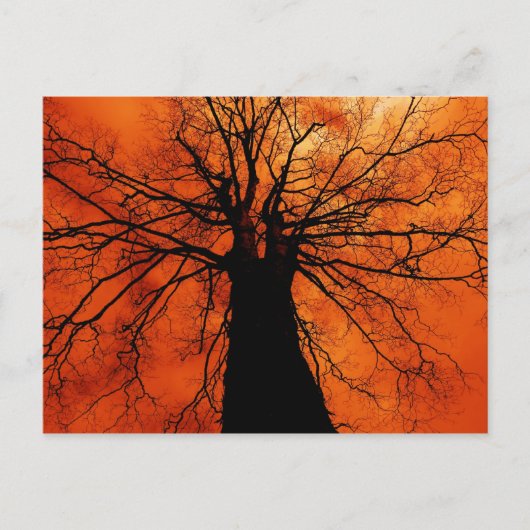 Tree Silhouette tegen een Oranje hemel Briefkaart (Voorkant)