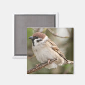 Tree_Sparrow Magneet (Voorkant / Achterkant)