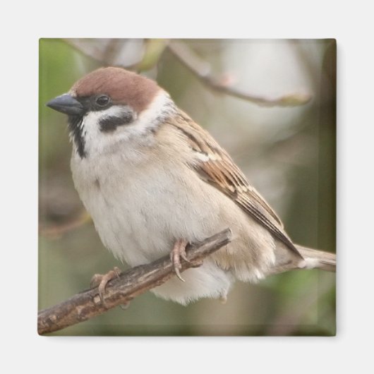 Tree_Sparrow Magneet (Voorkant)