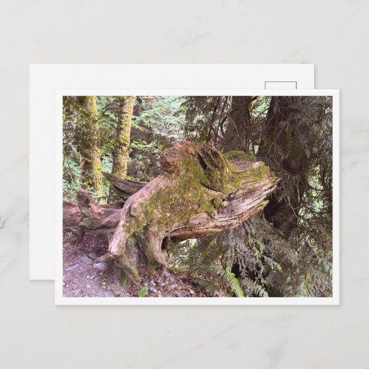 Tree stump briefkaart (Voorkant / Achterkant)