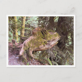 Tree stump briefkaart