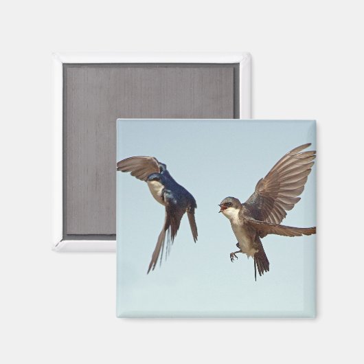 Tree Swallow Chase Magnet (Voorkant / Achterkant)