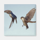 Tree Swallow Chase Magnet (Voorkant)