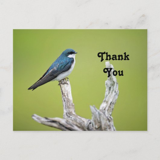 Tree Swallow Dank u Briefkaart (Voorkant)