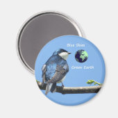 Tree Swallow Ecology magnet (Voorkant / Achterkant)