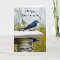 Tree Swallow Paar Gelukkig Jubileum