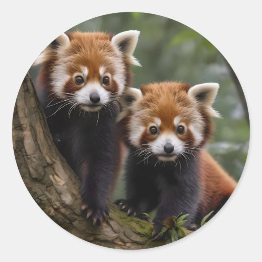 Tree-top Explorers: Baby Red Panda's Uitkijken Ronde Sticker (Voorkant)