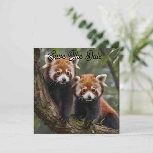 Tree-top Explorers: Baby Red Panda's Uitkijken Save The Date (Staand voorkant)