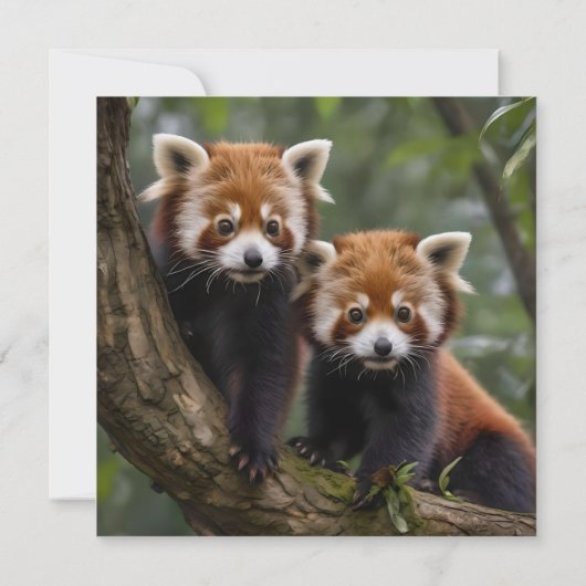 Tree-top Explorers: Baby Red Panda's Uitkijken Save The Date (Achterkant)