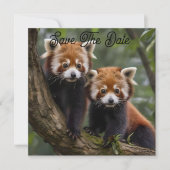 Tree-top Explorers: Baby Red Panda's Uitkijken Save The Date (Voorkant)
