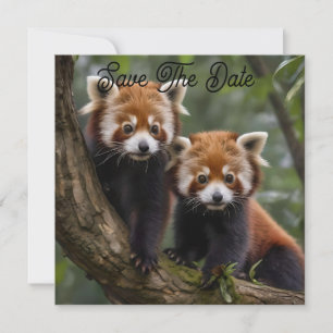 Tree-top Explorers: Baby Red Panda's Uitkijken Save The Date