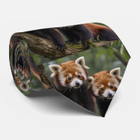 Tree-top Explorers: Baby Red Panda's Uitkijken