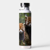 Tree-top Explorers: Baby Red Panda's Uitkijken Waterfles (Rechts)