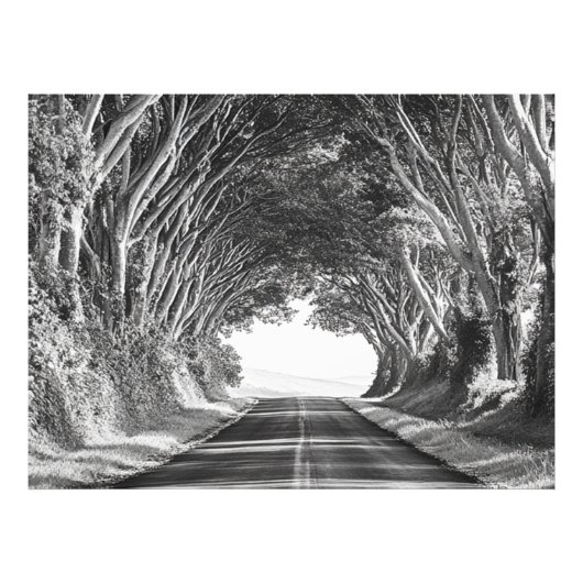 Tree Tunnel Kauai Fotografie Zwart-wit Foto Afdruk (Voorkant)