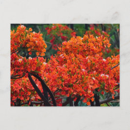 tree with magnificent red-colored flower feestdagenkaart