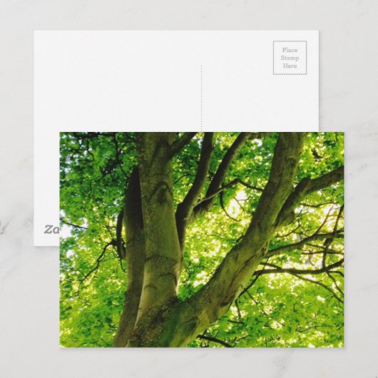 Treee Briefkaart (Voorkant / Achterkant)