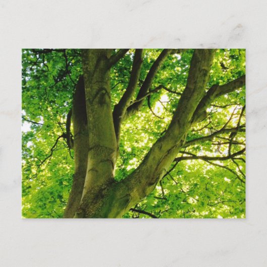 Treee Briefkaart (Voorkant)