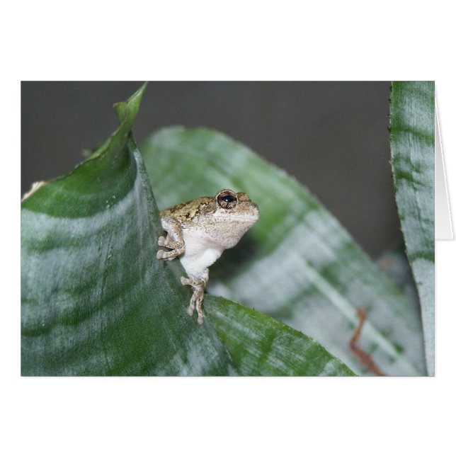 Treefrog (Voorkant Horizontaal)