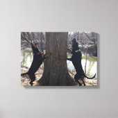 Treeing Coon Hounds Canvas Afdruk (Voorkant)