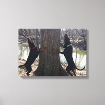 Treeing Coon Hounds Canvas