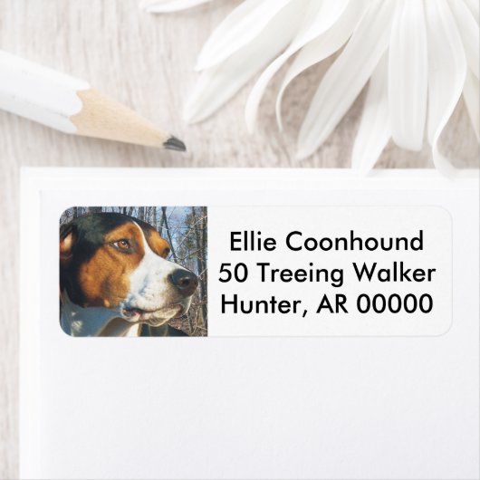 Treeing Walker Coonhound Etiket (Insitu)