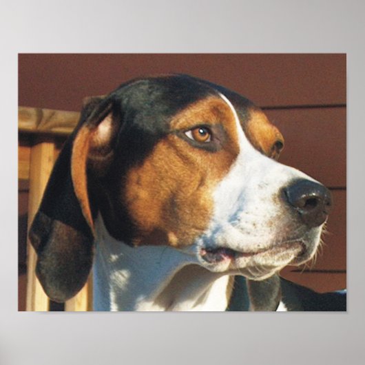 Treeing Walker Coonhound Poster (Voorkant)